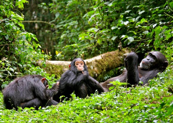 Chimpanzee-Tracking-in-Kibale-National-Park-Uganda