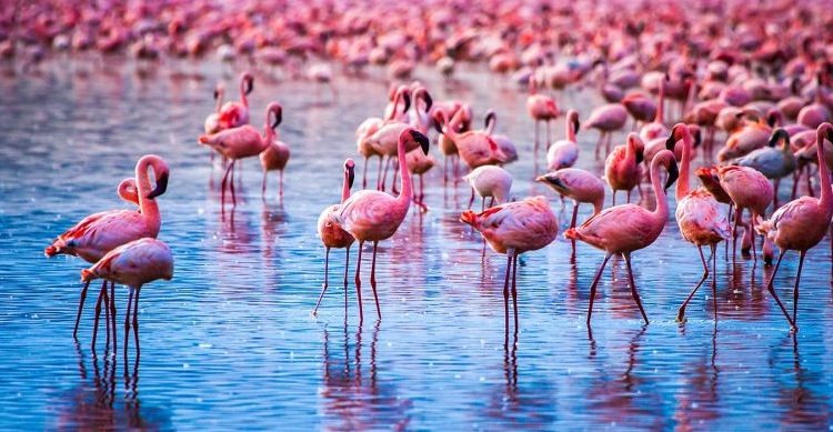 The-Wonders-of-Lake-Nakuru-National-Park-kenya