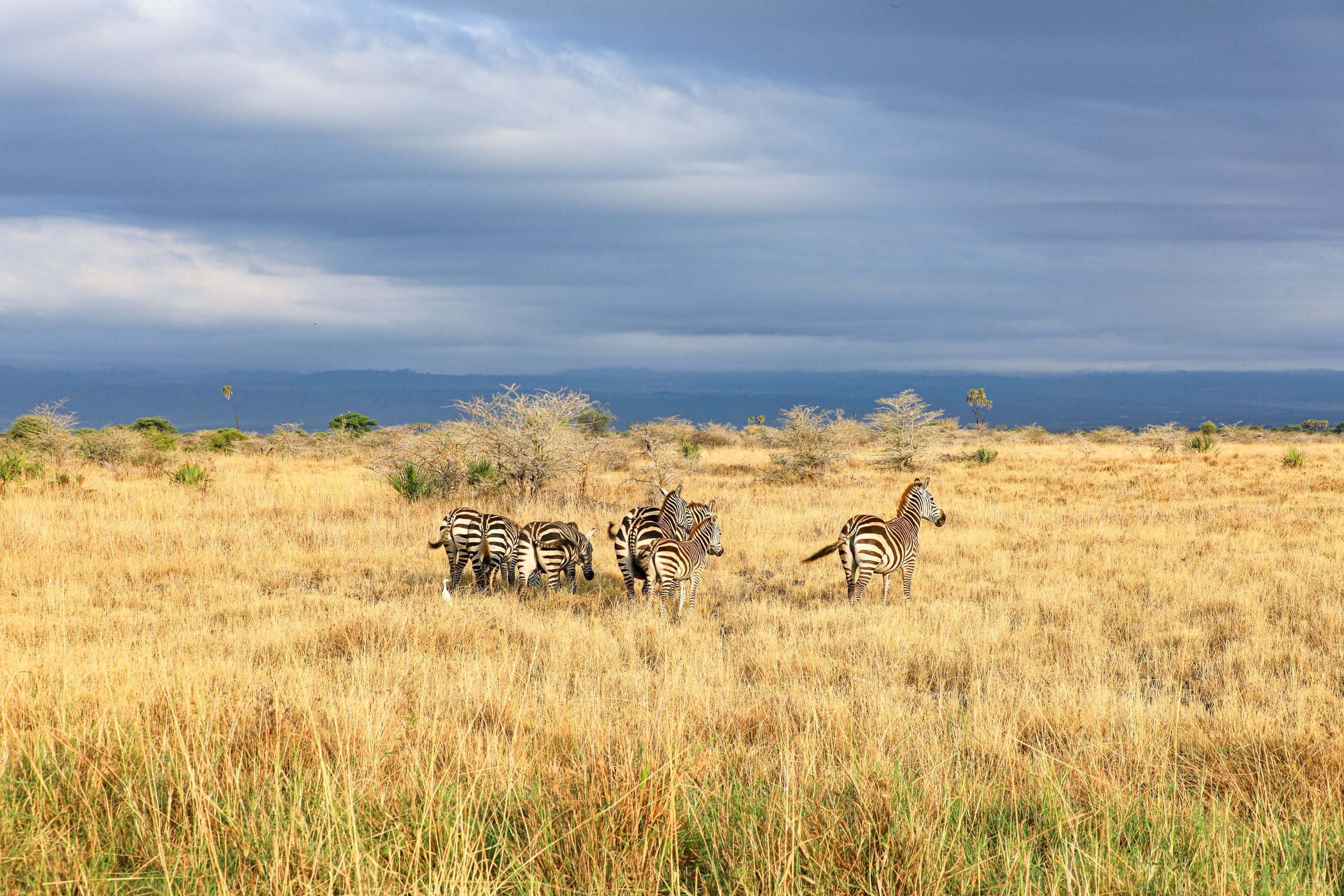 meru-national-park-off-the-beaten-path-safari-kenya