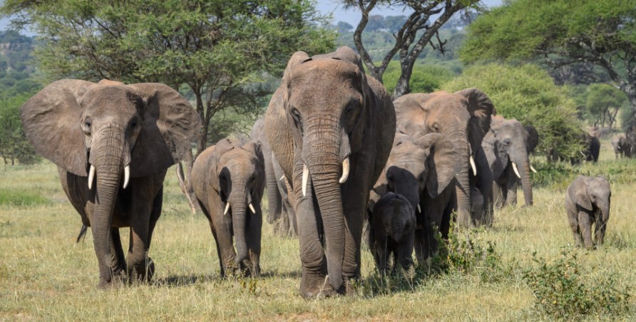 Tarangire National Park Day Trip from Arusha
