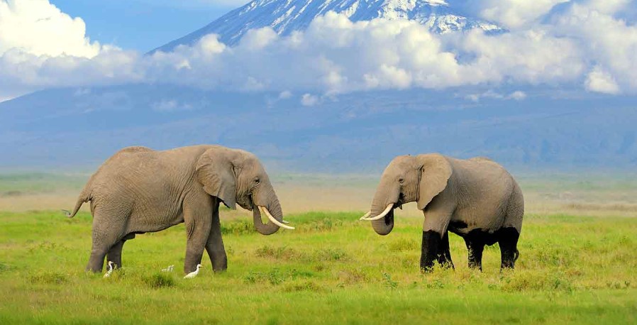 Amboseli Day Trip from Nairobi – See Elephants & Mount Kilimanjaro Views