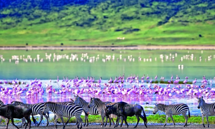 Ngorongoro Crater Day Trip from Arusha 