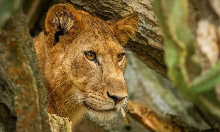 queen-elizabeth-national-park-safari 