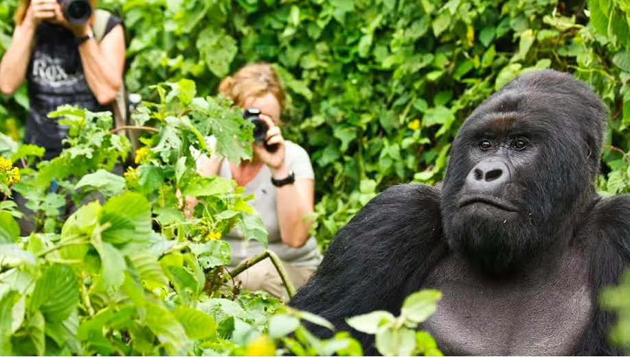 trekking-des-gorilles-au-rwanda