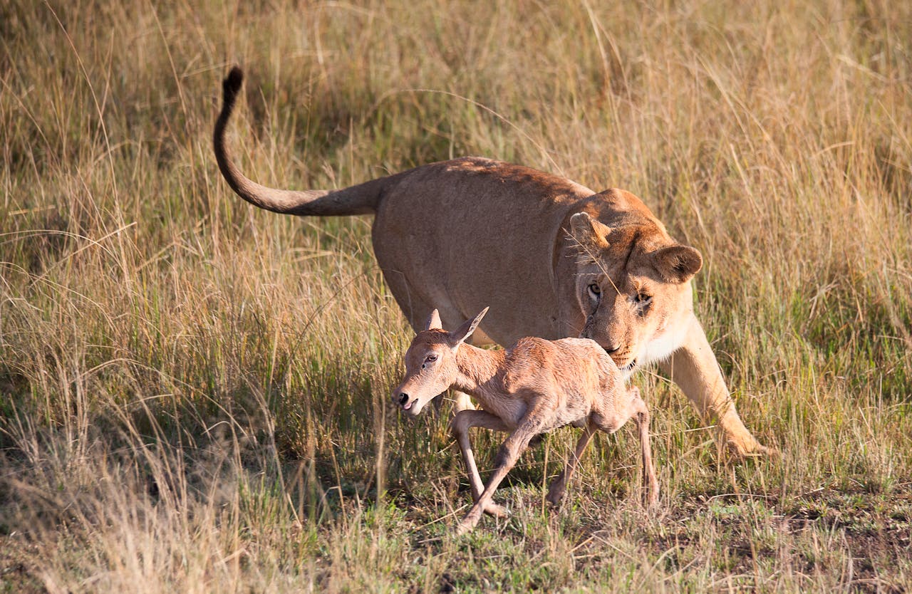 experience-de-suivi-des-predateurs-masai-mara