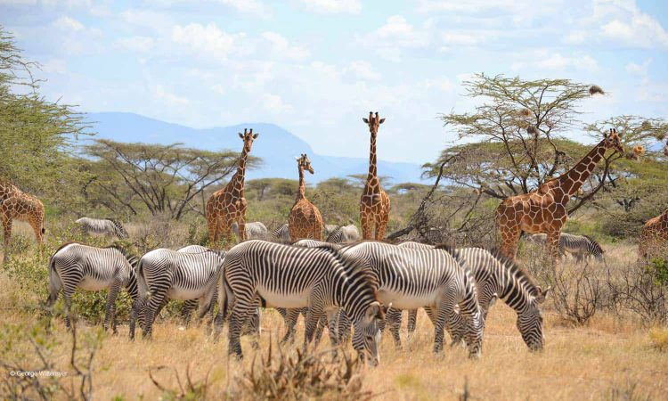 northern-kenya-samburu-national-park
