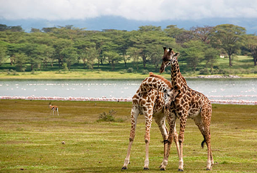 Great Rift Valley Lakes with flamingos and scenic views – Kenya birdwatching