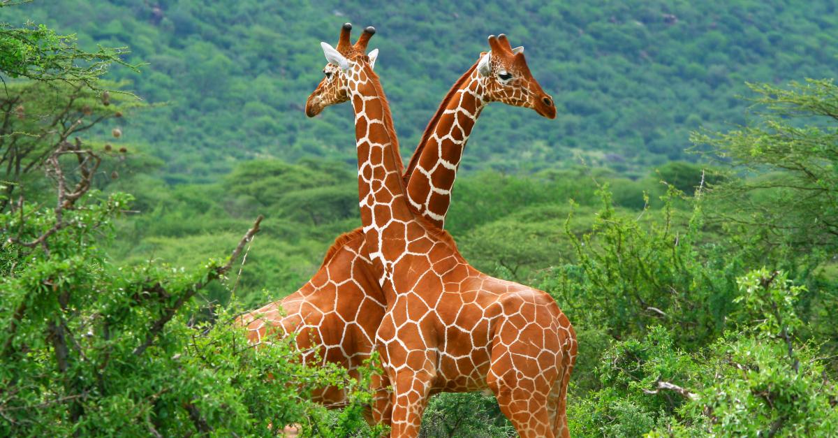 african-safari-tours-kenya-tanzania-2027