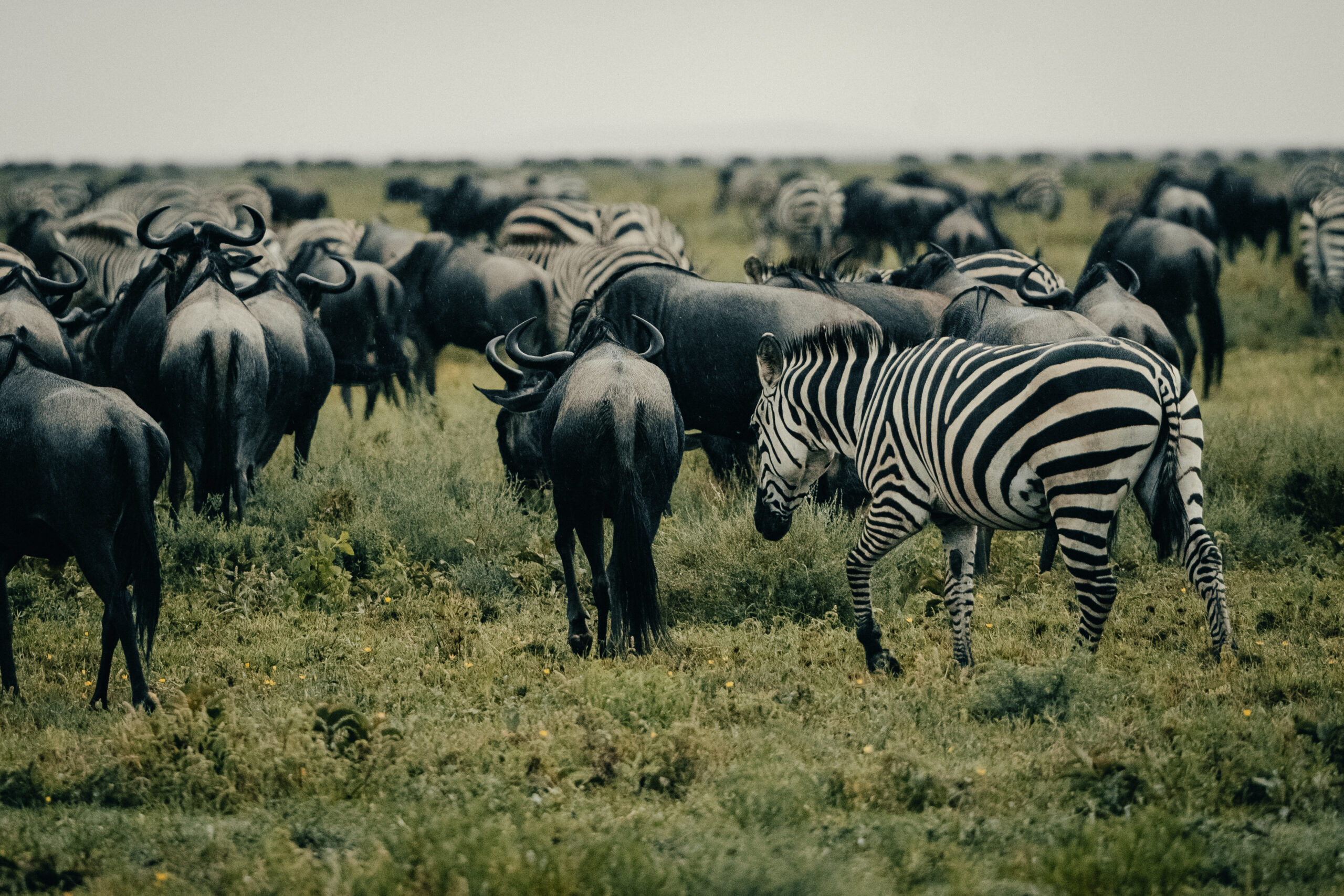 planning-kenya-tanzania-safari-2027-guide