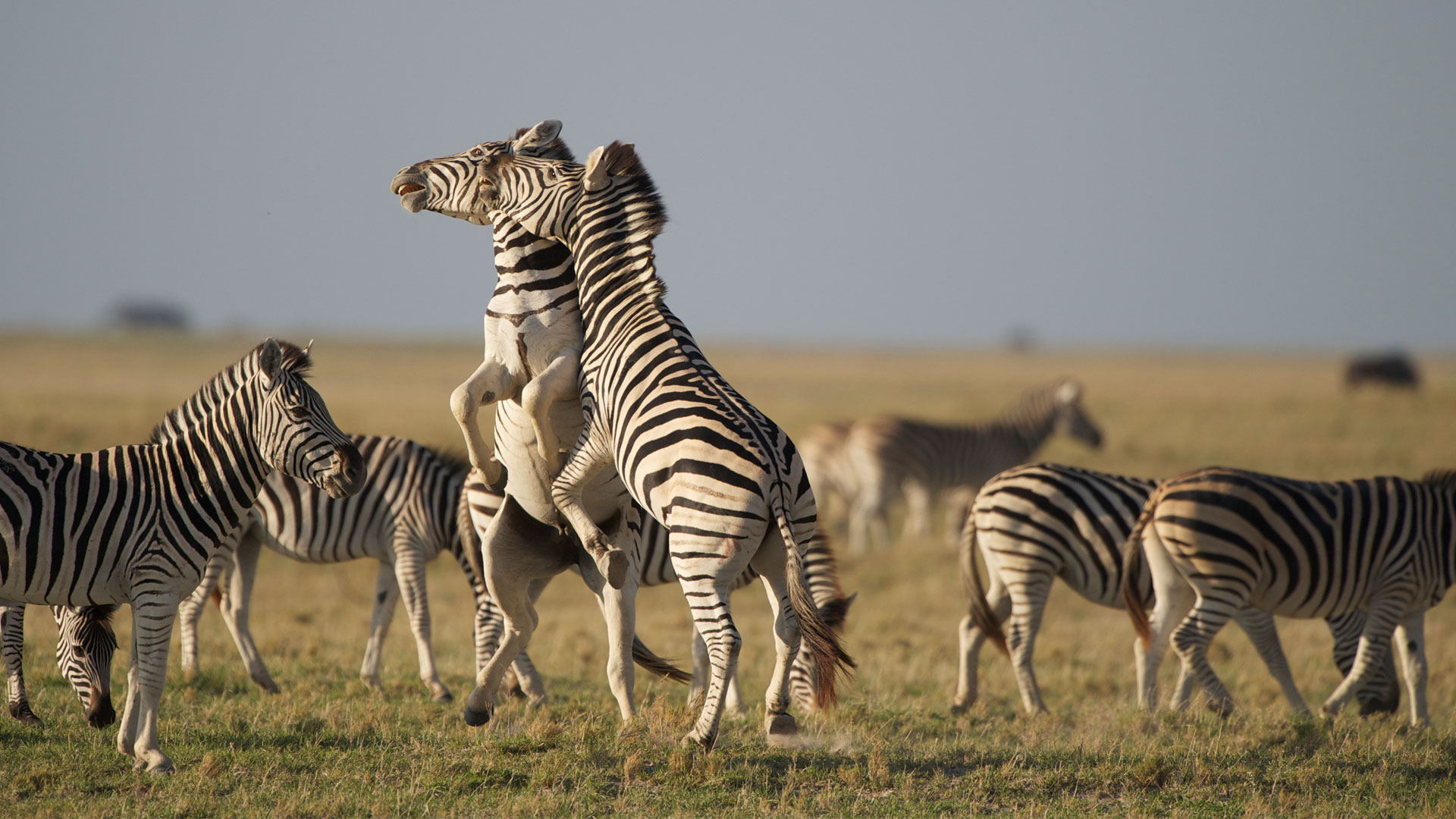 7-day-kenya-tanzania-highlights-safari