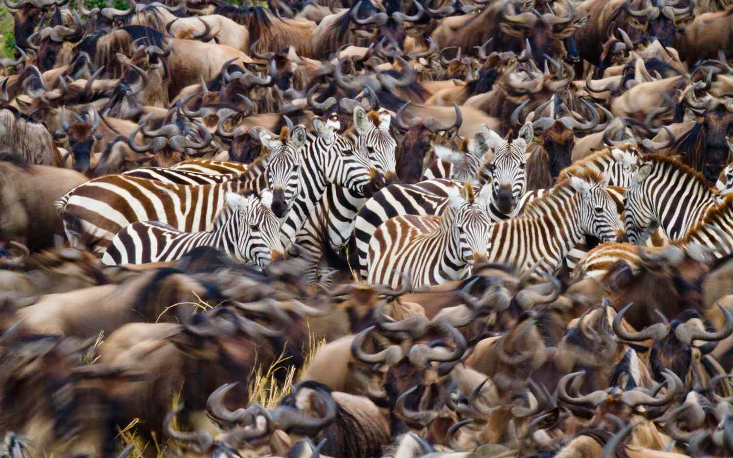 9-day-great-migration-safari